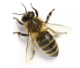 Bee image